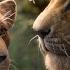 The Lion King 2019 Can You Feel The Love Tonight English Audio Only