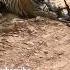 Tiger Killed Dog At Zone 2 Ranthambore National Park Tiger Attack Dog Shorts Bigcat Tiger Yt