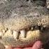 Alligator Bellowing