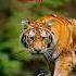 Unmatched Swag Of The Jungle King Real Tiger Attitude Caught On Camera Shorts Nature Fyp