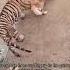 Golden Retriever Dog Raises Tiger Cubs As Her Puppies