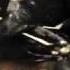DirecTV Commercial MRV Robots Flv