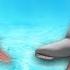 My Dolphin Show Gameplay Video IOS Android IGV