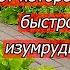 Все растения быстро зазеленеют очень эффективная обработка по листу