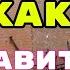 Пол Лага Ремонт Скрип Как Избавиться от скрипов старого деревянного пола не разбирая пол