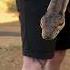 Animals Chiropractic Asmr Animals Asmrsounds Chiropractic Dogshorts Snake