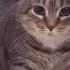 OIIA Cat X Ievan Polkka OFFICIAL VIDEO