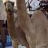 Souq Wakrah Qatar Qatar Worldcup2022 Camel