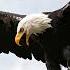 Eagle Cry Sound Eagle Call HD Copyright Free Animal Sounds