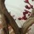 Mirkwood Aestetic лихолесье Hobbit Mirkwood хоббит Edit Aesthetic рек Fyp Foryou рекоме