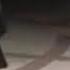 видео для вас танцует заслуженный артист республики Дагестан джеги джугу диги джага