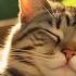 12 Hours Sleep Music For Cats Calming Music For Cats No Ads Sleep Music For Anxious Cats