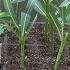 How To Propagate Oleander From Stem Cuttings