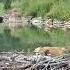 Beaver Dam Cam Foxes Having Fun