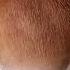 ASMR BARBER CLASSIC FADE Order Your Haircut LIKE THIS