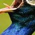 Peacock Sound Peacock Sound With Video Peacock Call Peacock Sound Effect
