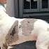 Joyful Great Dane Jumps Out Of The Pool To Greet His Dad