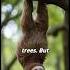 The Incredible World Of Sloths Nature S Slow Motion Wonders Shortsfeed Sciencefacts