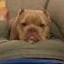 Dogs React To Being Farted On It S HILARIOUS