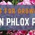 Grow Together Tips For Growing Garden Phlox