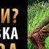 Очная ставка Войслава Эксперименты в Kingdom Come Deliverance 2