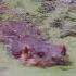 Wild River Otter Swimming With The Fish Documentary Wildlife Ecology Rewilding Biology Animals
