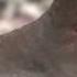 Mourning Dove HD Mini Documentary