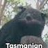 Facts About The Tasmanian Devil Facts Factshorts Knowledge Animals Instagram Tiktok Shorts