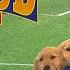 AIR BUD WORLD PUP Official Movie