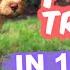 HOW TO Potty Train Your Puppy FAST 10 Week Old Puppy Trained In 1 WEEK