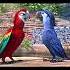 Rio 2 Roberto Felipe Edit Shorts