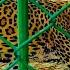 LEOPARD IN A CAGE BEAST IN A CAGE