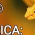 Costa Rica Pura Vida Wildlife Diversity Documentary Living Zoology Film Studio