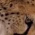 The Long Awaited Tuesday Cheetah Gerda Lost Her Food From The Cup