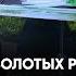 Аквариумные новости с Владимиром Ковалевым 31 03 2023 Золотые рыбки слоны и новый корм