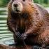 Extinct Animals No More Exist Bird Beaver Frog SeraApx