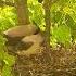 Гнездо серой вороны 22 мая 33й день Завтрак разминка и уборка Birds природа Adorablechicks