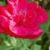 Red Roses At The Farm