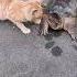 Cats Reflexes