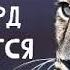 04 Леопард охотится в темноте Уилбур Смит