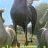 Ferdinand Song