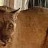 Los Feliz Couple Gets Close Up Moment With Famous Mountain Lion P 22