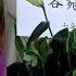 七朵花仔仔逝世 享年35歲 陳喬恩 永遠愛妳 趙小僑悲痛發聲