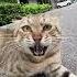 Cat Bullies Other Cat S With A GOpro Viralvideo