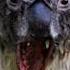 Are Drop Bears REAL Shorts Australia