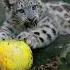 It S Pumpkin Time For Our Snow Leopard Cubs Pumpkin Snowleopard