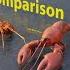 Crustaceans Size Comparison Rodents Size Comparison 3D Animation Animation Animals