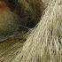 Three Toed Sloth The Slowest Mammal On Earth Nature On PBS