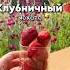 Любимый освежающий напиток