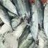 Market Time Asmr Buyfish Youtubelife Freshfish